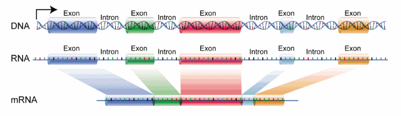 File:DNA exons introns.gif