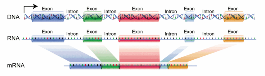 (en) L'ADN est transcrit en ARN qui, chez les eucaryotes, est épissé en ARN messager.
