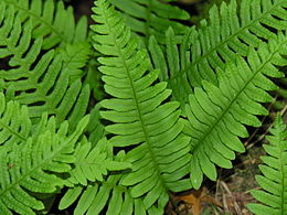 Paprastoji šertvė (Polypodium vulgare)