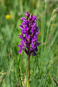 Dactylorhiza majalis (Western Marsh Orchid)