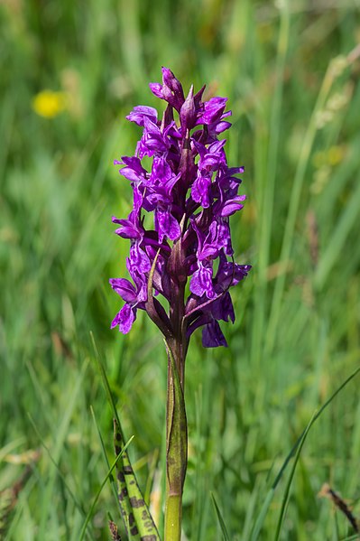 File:Dactylorhiza majalis Spechtensee 01.JPG