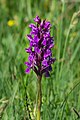 Dactylorhiza majalis Styria, Austria