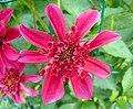   Amaranth, i.e. purplish red dahlias