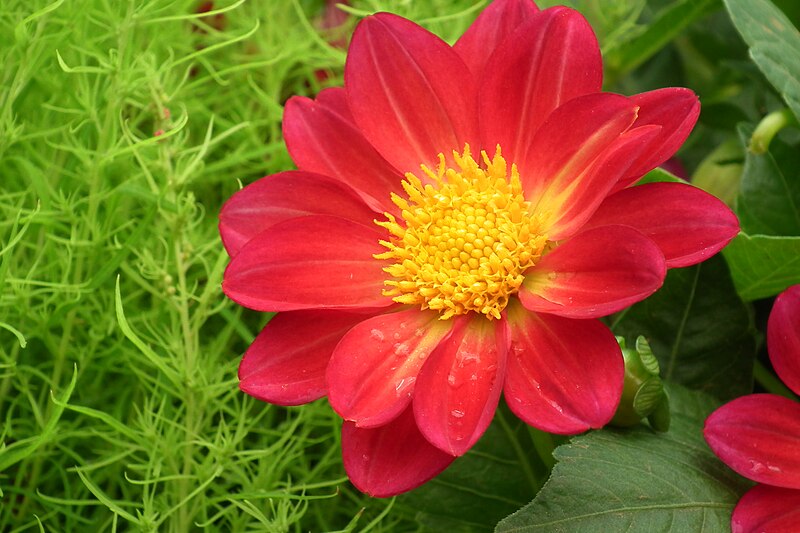 File:Dahlia at lalbagh flower show 7179.JPG