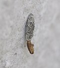 Thumbnail for Dahlica lichenella
