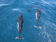 A group of Dall's porpoises near Point Reyes Dalls porpoises.jpg