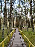Миниатюра для Файл:Dancing forest path.jpg
