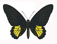 Sri Lankan birdwing