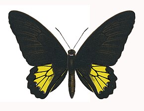 Descrierea imaginii Darsius male.jpg.