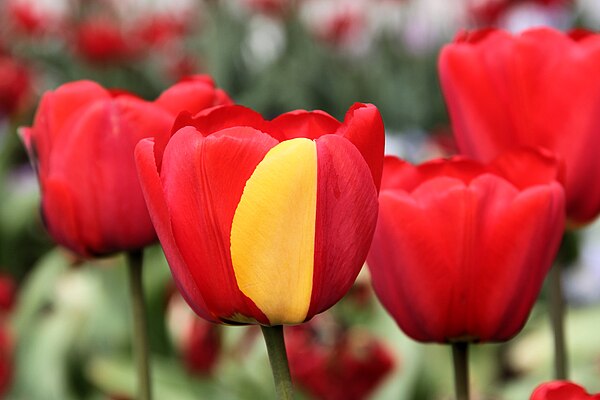 A red tulip exhibiting a partially yellow petal due to a mutation in its genes