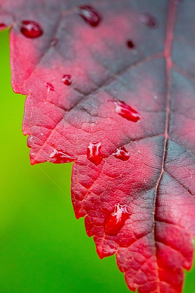 File:Day 274 Cy365 Signs Of Fall (85399919).jpeg