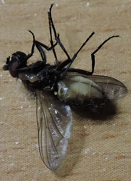 File:Dead insect (fly).jpg