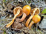 Deconica baylisiana growing at Mt Kyeburn in New Zealand