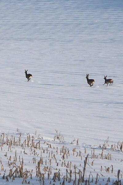 File:Deer at Dean's Bottom - geograph.org.uk - 1156244.jpg