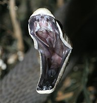 Close-up mulut bagian dalam