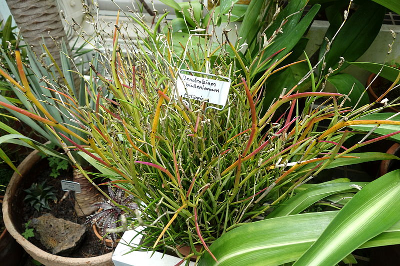 File:Dendrobium bullenianum - Conservatory of Flowers - San Francisco, CA - DSC03194.JPG