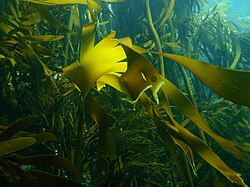 Densa floresta de kelp com subosque (Partridge Point, próximo das Dave's Caves, Península do Cabo).
