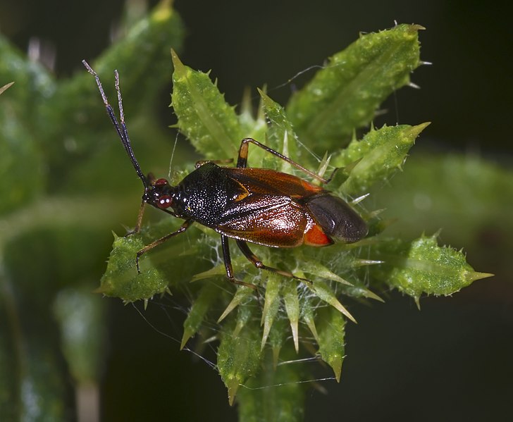 File:Deraeocoris ruber MHNT Forme mixte.jpg