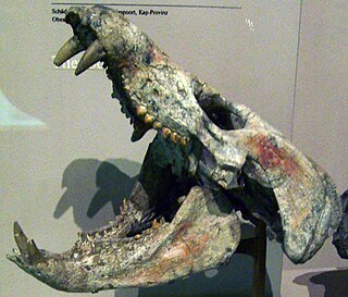 <span class="mw-page-title-main">Gomphodontia</span> Clade of cynodonts