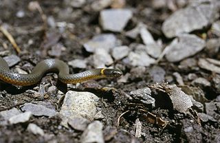 <i>Diadophis punctatus stictogenys</i> Subspecies of snake