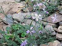 Dianthus pygmaeus.jpg