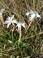 Spät-Nelke (Dianthus serotinus)