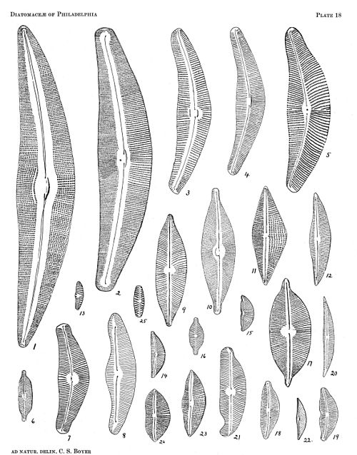 Diatomaceae of Philadelphia Plate 18.jpg