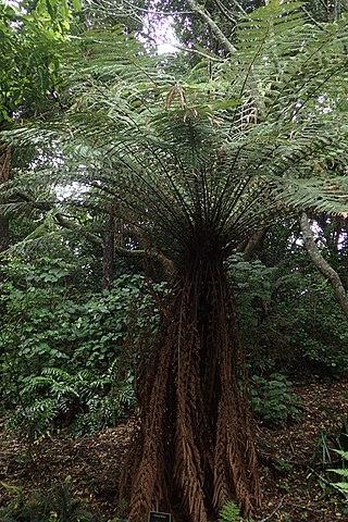<i>Dicksonia fibrosa</i> Species of fern