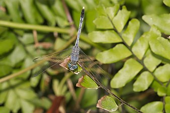 Ground Skimmer Diplacodes trivialis adult male