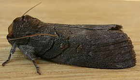 A kép leírása Discophlebia lucasii 1.jpg.