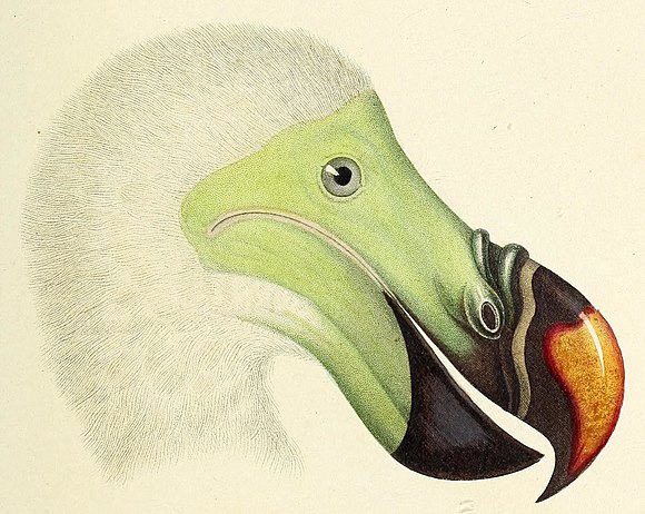 Dodo detail from Atlas de Zoologie.jpg