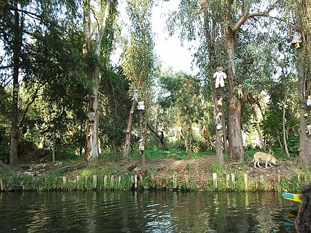 Tập_tin:Dolls_hung_in_Santana_Barrera's_chinampa_in_Xochimilco.jpg