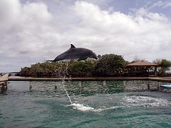 Dolphin Roatán 1.jpg