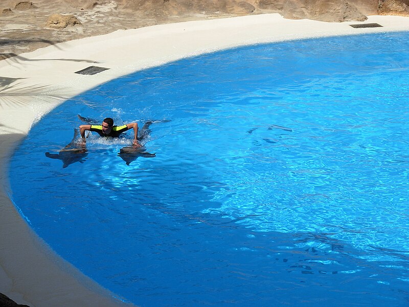File:Dolphins at Loro Parque 02.JPG