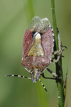 Uoginė skydblakė (Dolycoris baccarum)