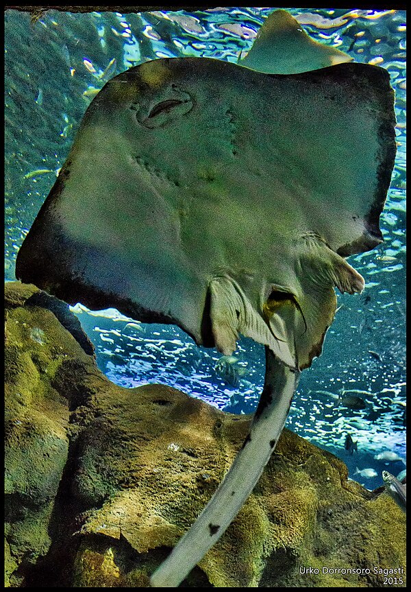 A skate laying an egg case (mermaid's purse) at the San Sebastian Aquarium