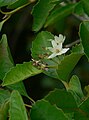 Sassafras flowers and leaves