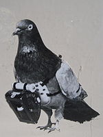 Dr Julius Neubronner patented a miniature pigeon camera activated by a timing mechanism, 1903.jpg