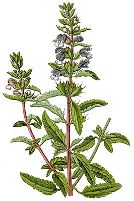 Drakenkop (plant)