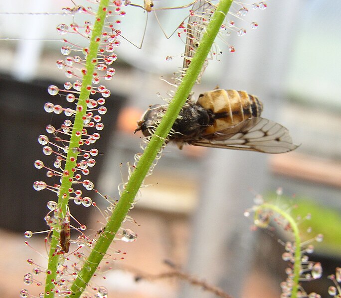 File:Drosera. Tabanus dorsal 2.jpg