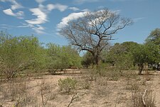 Picture of the western parts of the Chaco region, showing shrubs and low to medium forest cover