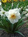 Narcissus (Amaryllidaceae)