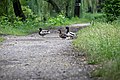 Ducks in the park next to the pond.jpg