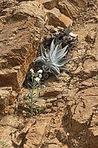 Dudleya pulverulenta