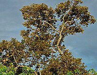 53+ Gambar Pohon Durian Yang Lebat Buahnya HD