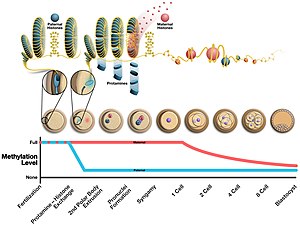 Alterations to the epigenome post-fertilization. The upper part of the image shows replacement of protamines with histones in paternal pronucleus shortly after fertilization. DNA packaged with protamines forms toroid-shaped structures, shown at the top left corner of the image. Dynamic alterations in the paternal epigenetic landscape following fertilization F1.jpg