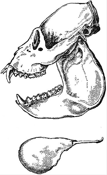 File:EB1911 Primates - Skull and Hyoid-bone of a Howler-Monkey.jpg