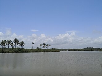 East Palayad -Anjarakkandy River East Palayad Paddy Feild.jpg