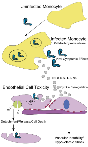 Pathogenesis schematic