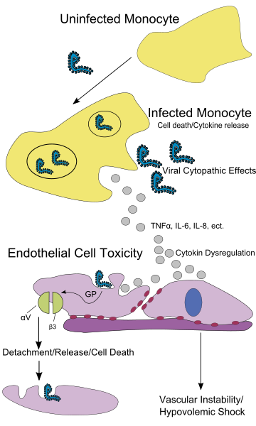 File:Ebola Pathenogensis path.svg